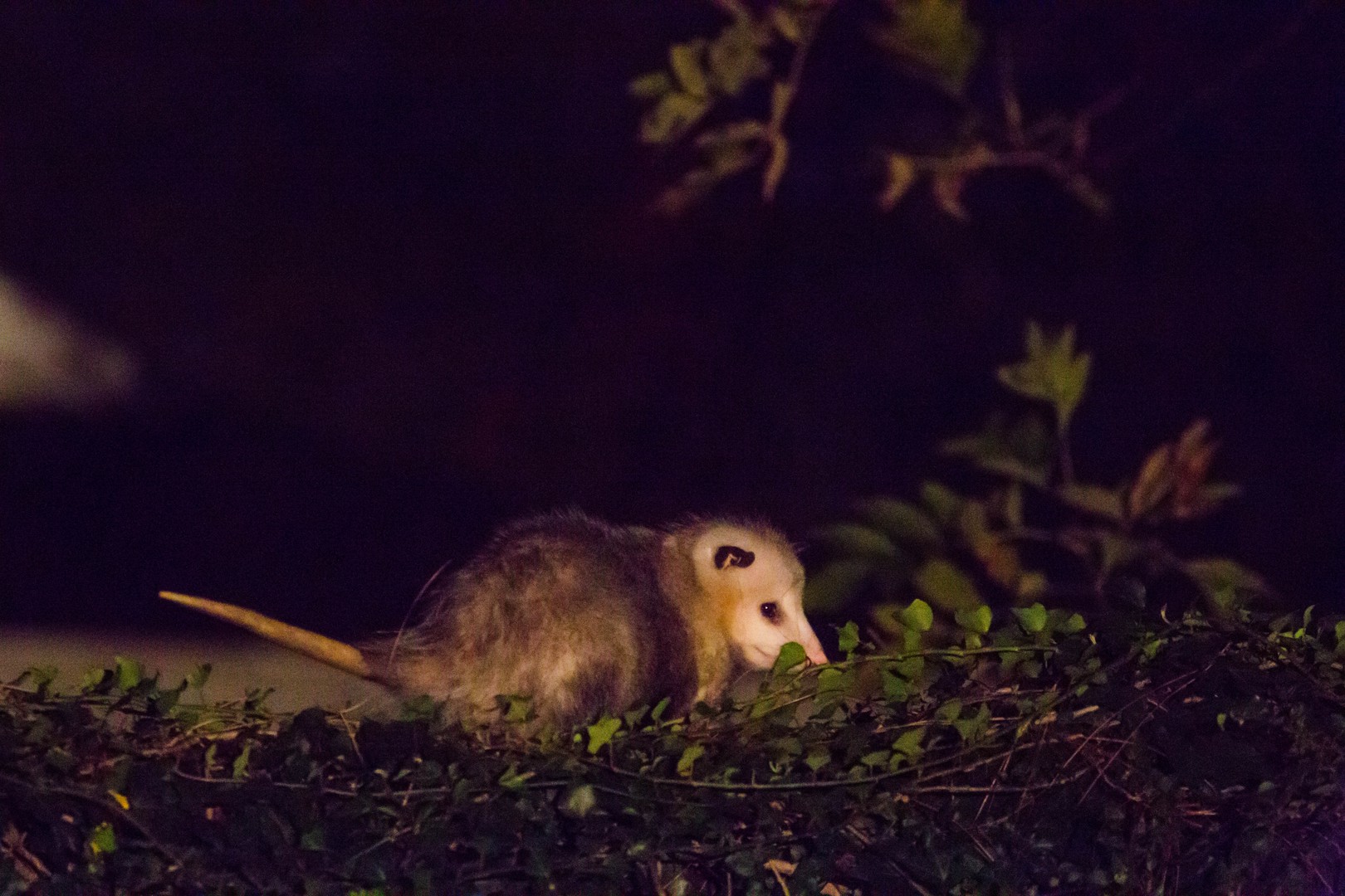 Виргинский опоссум ночью среди зелени