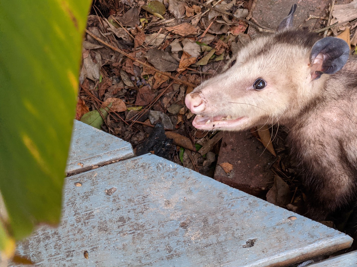 Опоссум с открытой пастью среди листвы