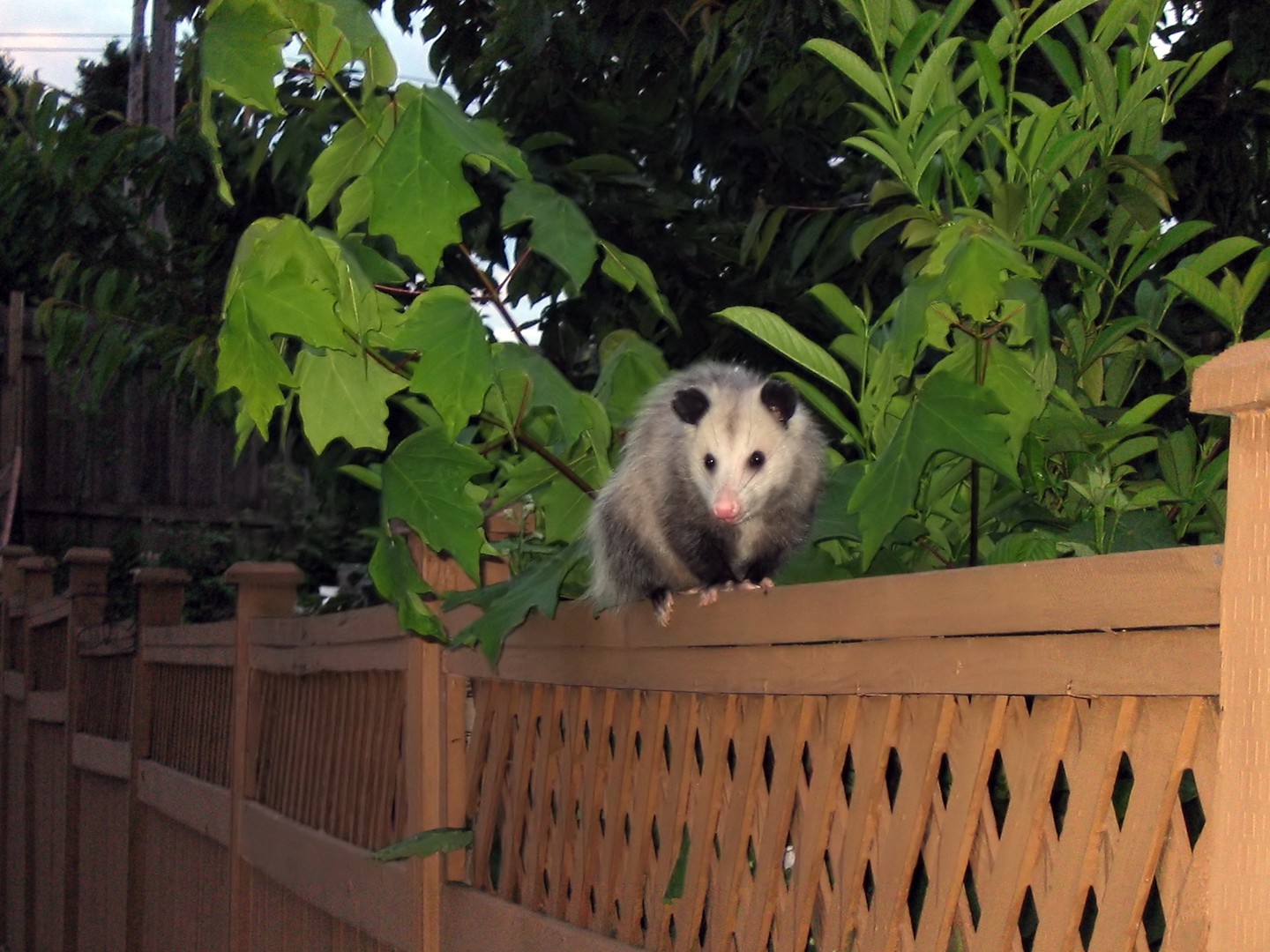 Опоссум на деревянном заборе вечером