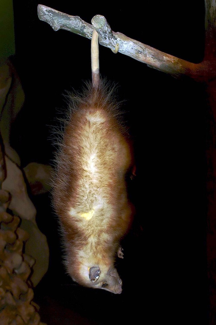 Виргинский опоссум — музейный экспонат