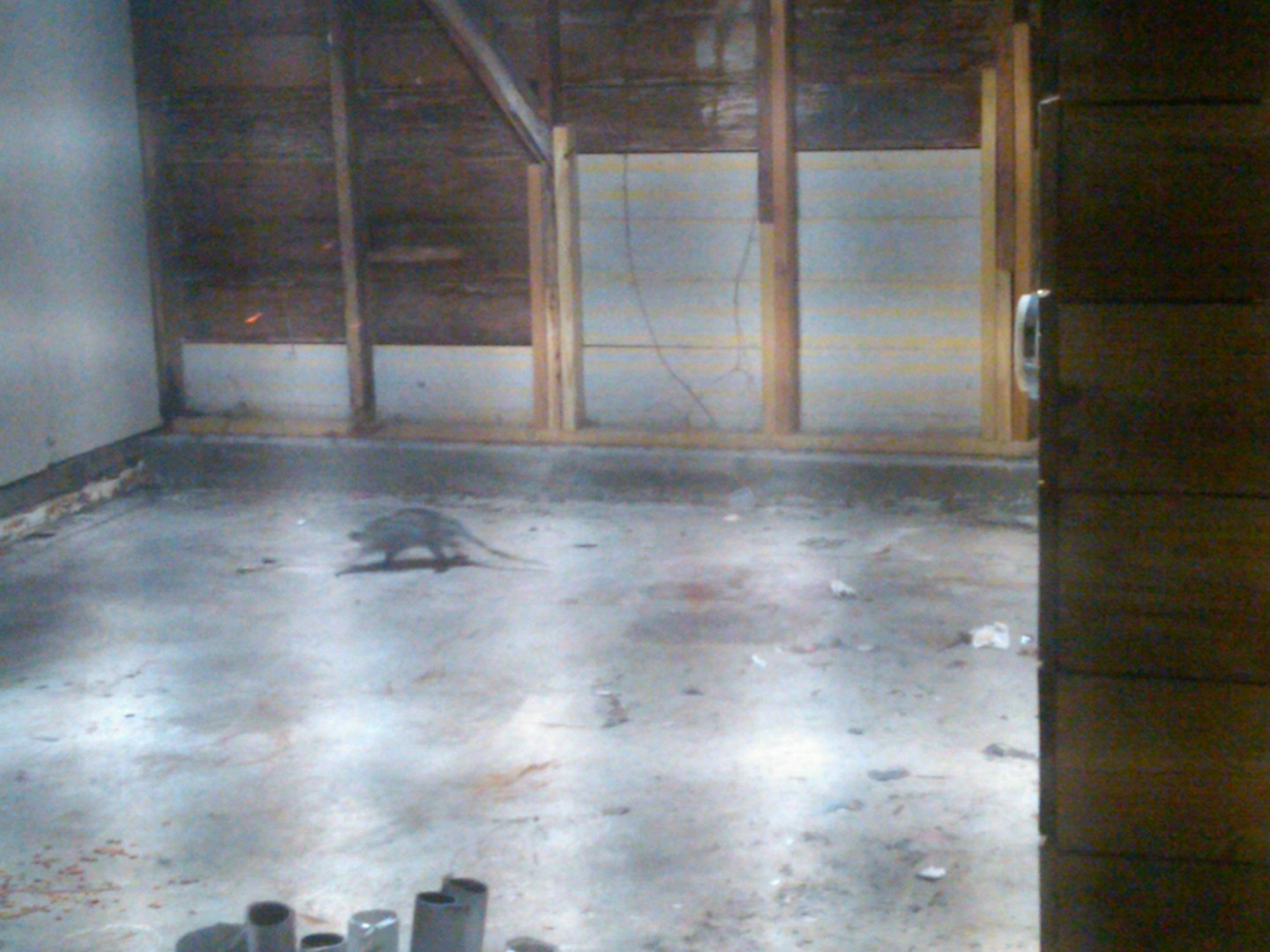 Опоссум в гараже