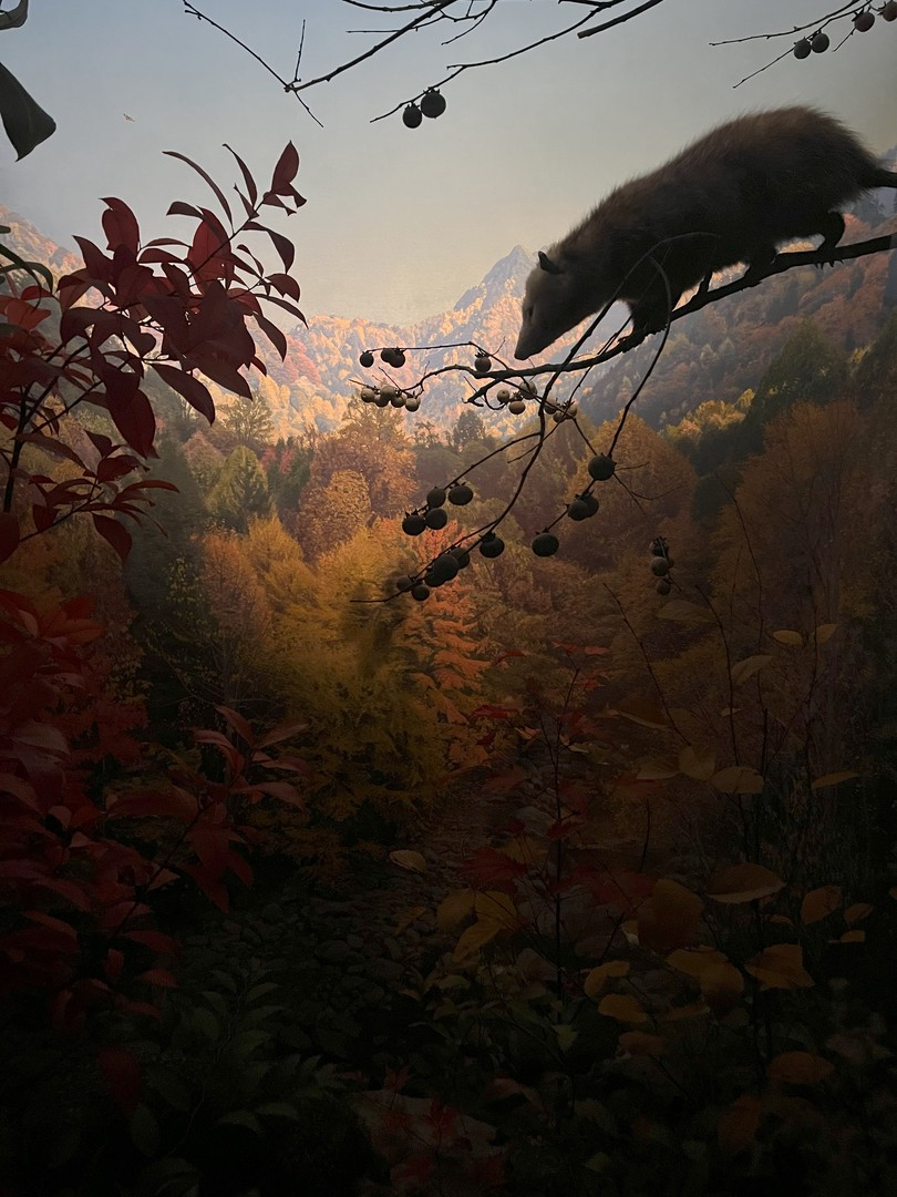 Опоссум в осеннем лесу — музейная диорама