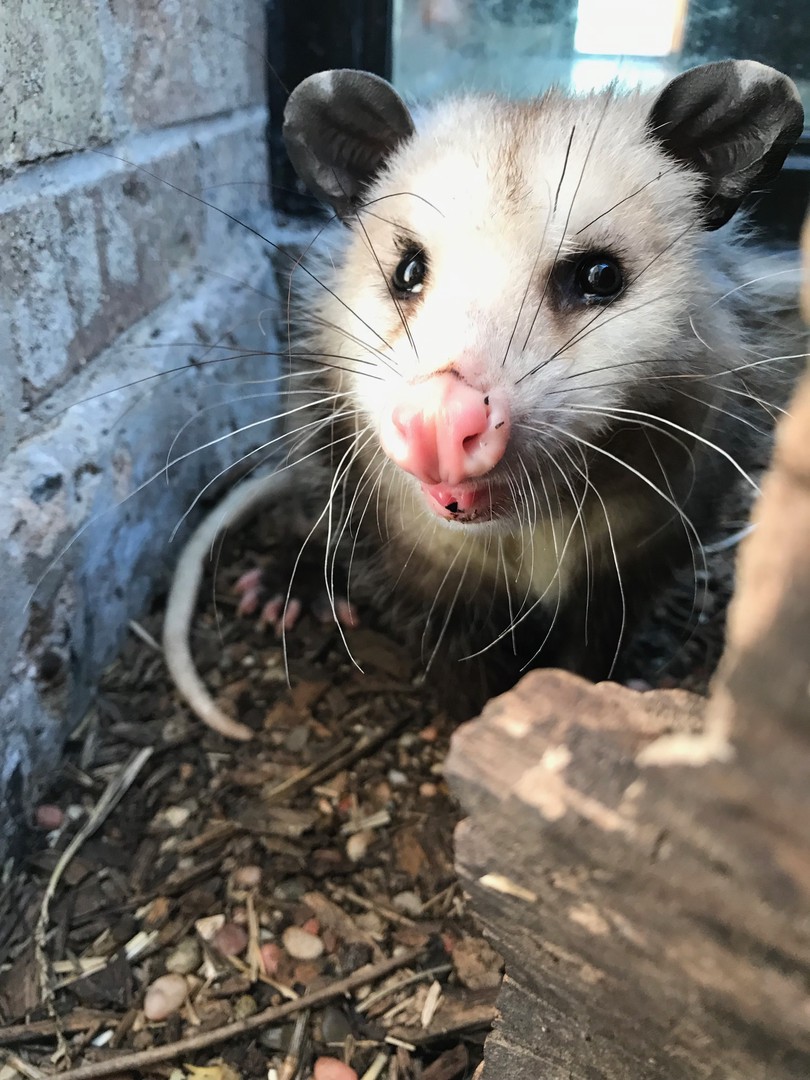 Опоссум показывает зубы крупным планом