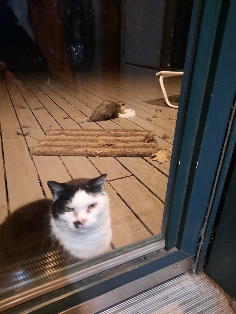 Кошка и опоссум на крыльце