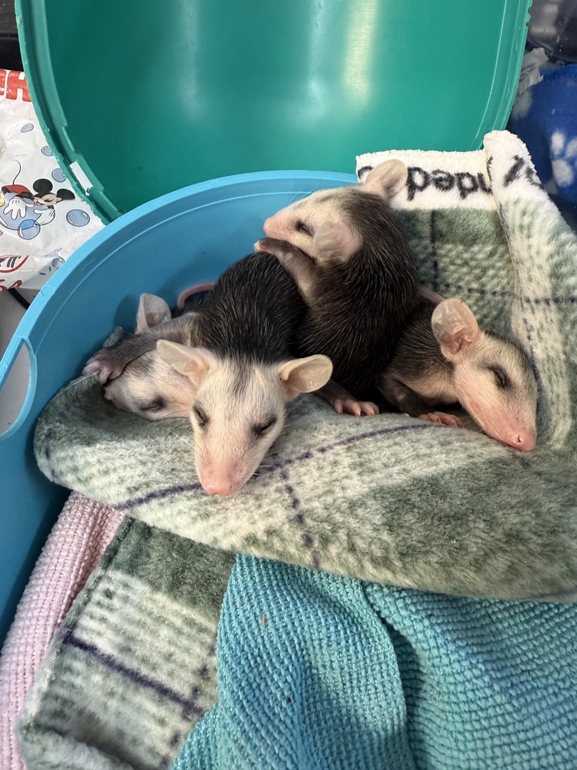 Маленькие опоссумы в приюте