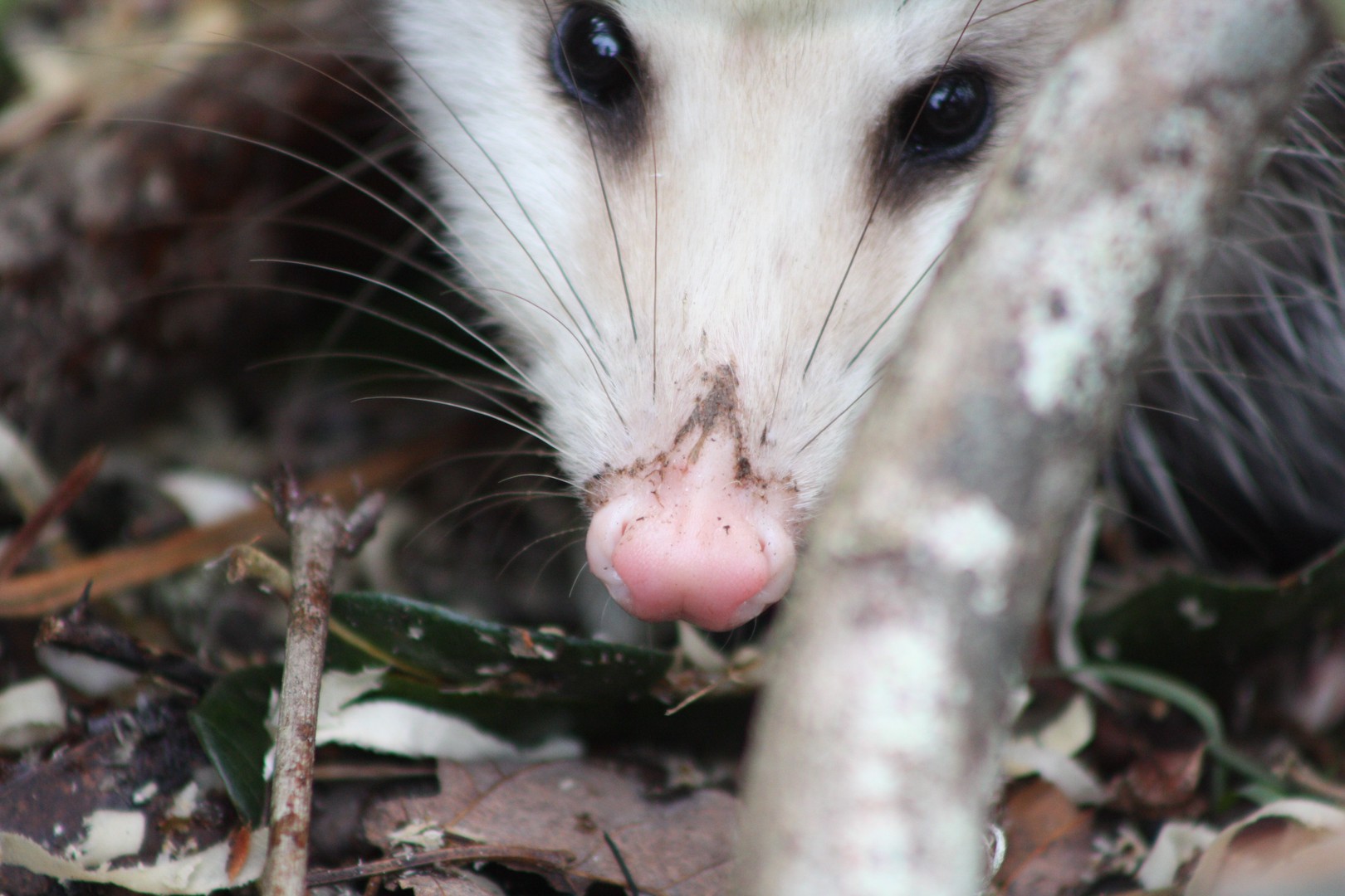 Опоссум крупным планом среди опавших листьев