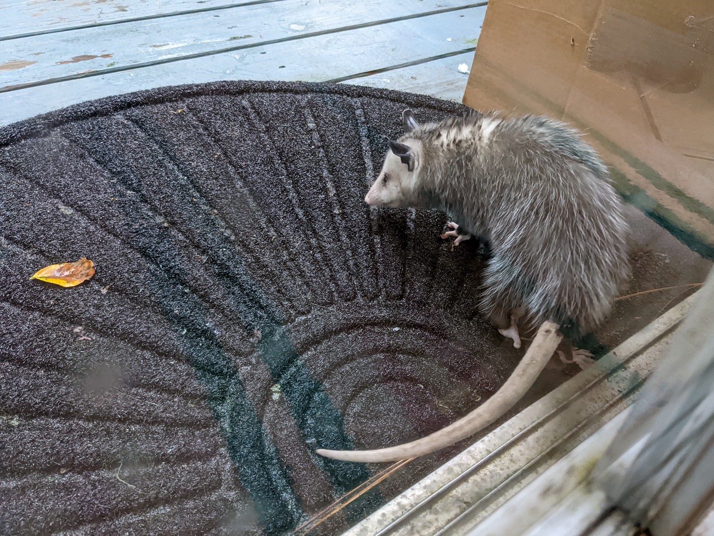 Опоссум на крыльце у дверного коврика