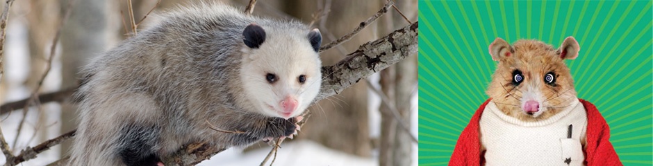 Опоссум-дайджест 