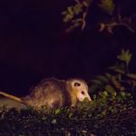 Виргинский опоссум ночью среди зелени