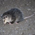 Виргинский опоссум ночью на лесной тропе