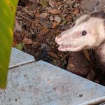 Опоссум с открытой пастью среди листвы