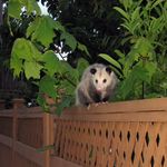 Опоссум на деревянном заборе вечером