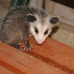 Молодой опоссум на деревянной лестнице