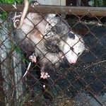 Опоссум с детёнышами на заборе