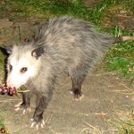 Опоссум ест виноград