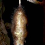 Виргинский опоссум — музейный экспонат