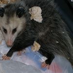 Опоссум роется в мусоре