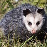 Опоссум в траве смотрит в камеру