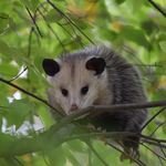 Опоссум в кроне зелёного дерева