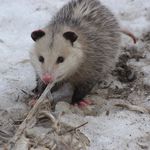 Опоссум на обледенелой дороге