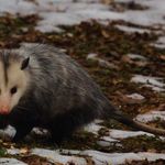 Виргинский опоссум на снегу зимой