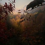 Опоссум в осеннем лесу — музейная диорама