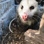 Опоссум показывает зубы крупным планом