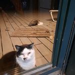 Кошка и опоссум на крыльце