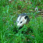 Молодой опоссум в зелёной траве