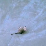 Опоссум в скейтпарке