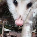 Опоссум крупным планом среди опавших листьев