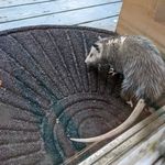 Опоссум на крыльце у дверного коврика